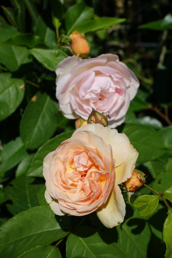Il est encore temps de planter des rosiers à racines nues. Maïa Caillier Garden Design